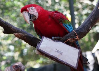Ação interna celebra o Dia Internacional do Lixo Zero. Foto: Parque das Aves