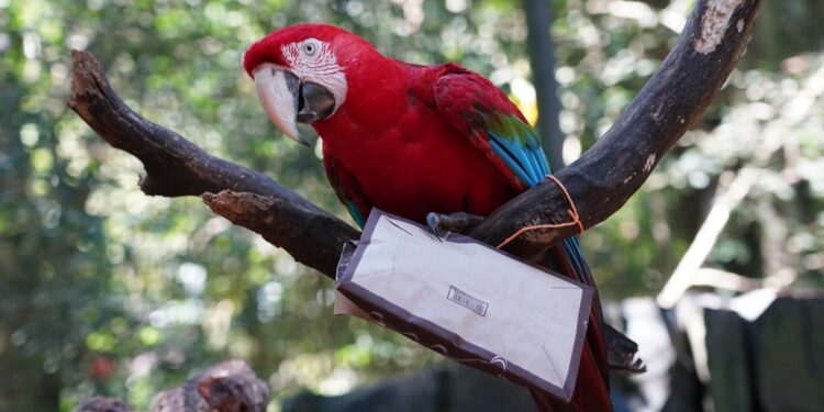 Ação interna celebra o Dia Internacional do Lixo Zero. Foto: Parque das Aves Ação interna celebra o Dia Internacional do Lixo Zero. Foto: Parque das Aves
