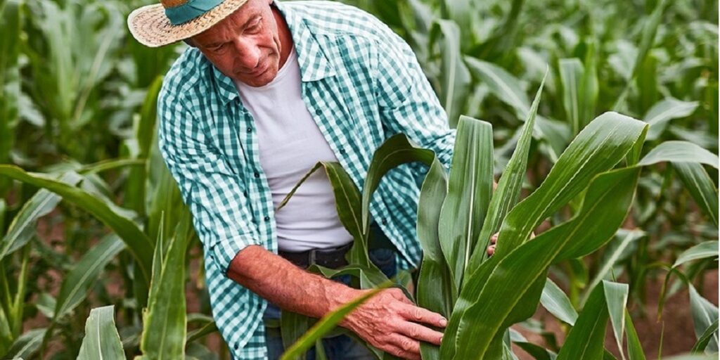 Seguro rural é parte do planejamento do produtor, tão importante quanto plantar e colher - foto: divulgação