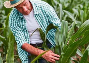 Seguro rural é parte do planejamento do produtor, tão importante quanto plantar e colher - foto: divulgação