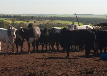 O monitoramento do Ganho Médio Diário (GMD) é essencial para o giro de estoque na pecuária moderna. Foto: Sistema Faep.
