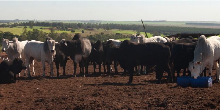 O monitoramento do Ganho Médio Diário (GMD) é essencial para o giro de estoque na pecuária moderna. Foto: Sistema Faep. O monitoramento do Ganho Médio Diário (GMD) é essencial para o giro de estoque na pecuária moderna. Foto: Sistema Faep.