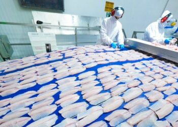 Na C.Vale são processados diariamente cerca de 240 mil peixes. Fotos: Renan Pereira/C.Vale.