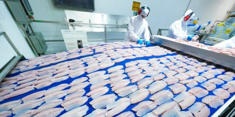 Na C.Vale são processados diariamente cerca de 240 mil peixes. Fotos: Renan Pereira/C.Vale.