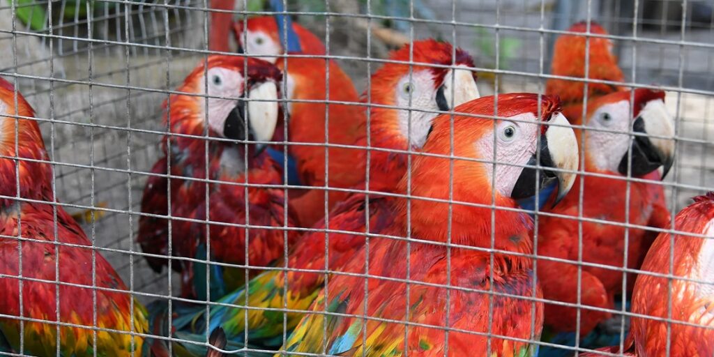 O comércio legal normaliza a fauna como produto", aponta relatório sobre crueldade à venda. Foto: Reprodução/Internet