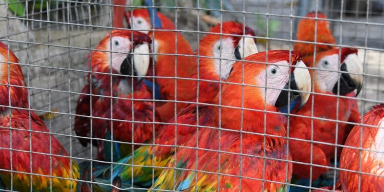 O comércio legal normaliza a fauna como produto", aponta relatório sobre crueldade à venda. Foto: Reprodução/Internet