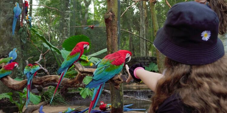 Natureza e turismo marcam opções de lazer. Foto:Parque das Aves. Natureza e turismo marcam opções de lazer. Foto:Parque das Aves.