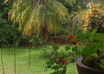 Um refúgio urbano onde natureza e convivência se encontram no mesmo ritmo.. Foto: Divulgação.