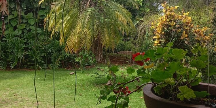 Um refúgio urbano onde natureza e convivência se encontram no mesmo ritmo.. Foto: Divulgação. Um refúgio urbano onde natureza e convivência se encontram no mesmo ritmo.. Foto: Divulgação.