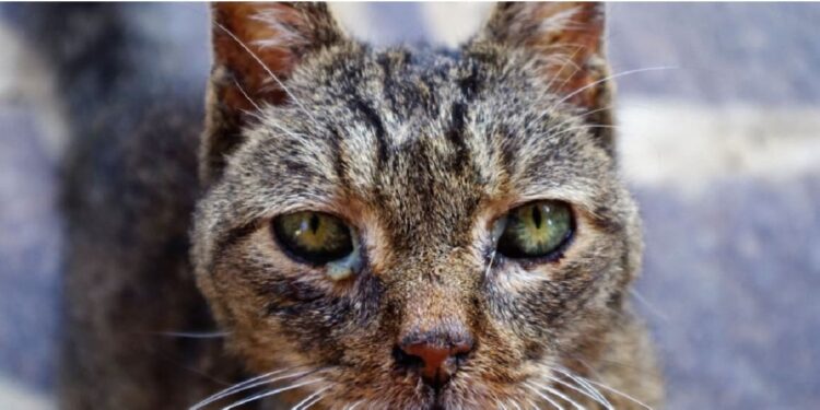 Esporotricose é transmitida principalmente por gatos infectados. Foto: PMFI. Esporotricose é transmitida principalmente por gatos infectados. Foto: PMFI.