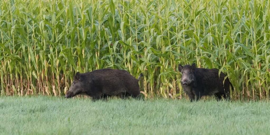 Espécie invasora causa prejuízos em lavouras e ameaça rebanhos. Foto: Sistema Faep.