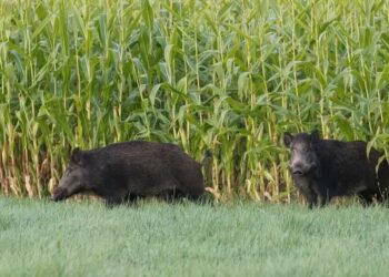 Espécie invasora causa prejuízos em lavouras e ameaça rebanhos. Foto: Sistema Faep. Espécie invasora causa prejuízos em lavouras e ameaça rebanhos. Foto: Sistema Faep.