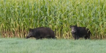 Espécie invasora causa prejuízos em lavouras e ameaça rebanhos. Foto: Sistema Faep.