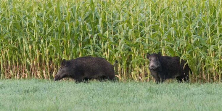 Espécie invasora causa prejuízos em lavouras e ameaça rebanhos. Foto: Sistema Faep. Espécie invasora causa prejuízos em lavouras e ameaça rebanhos. Foto: Sistema Faep.