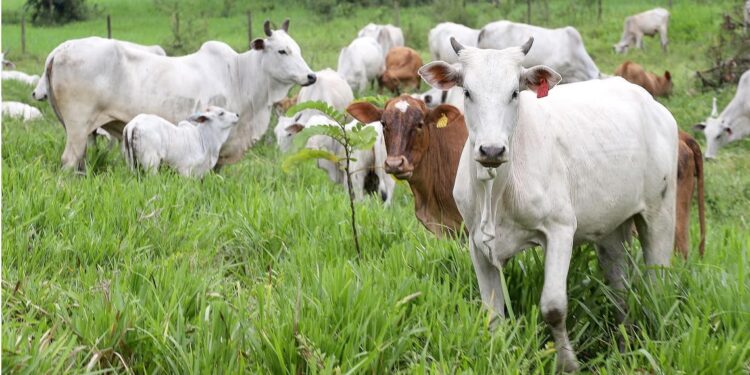 Falta de atualização impede transporte e comercialização de animais. Foto: Arnaldo Alves/Arquivo AEN Falta de atualização impede transporte e comercialização de animais. Foto: Arnaldo Alves/Arquivo AEN
